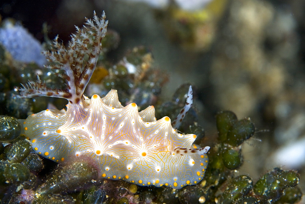 Nudibranch Halgerda sp