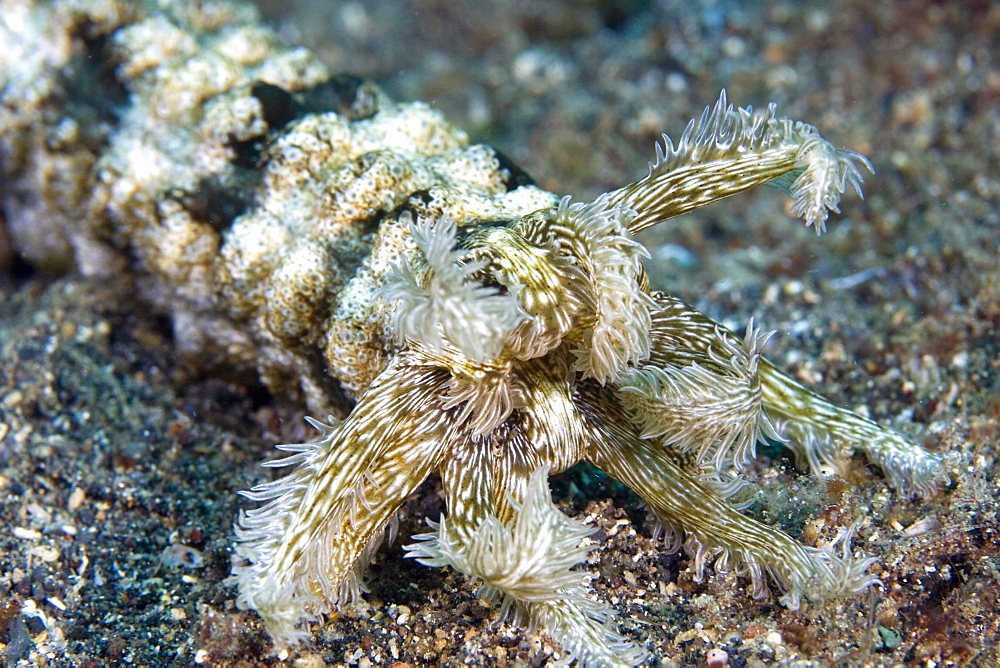 Feeding tentacles of Sea Cucumber  Synapta maculata