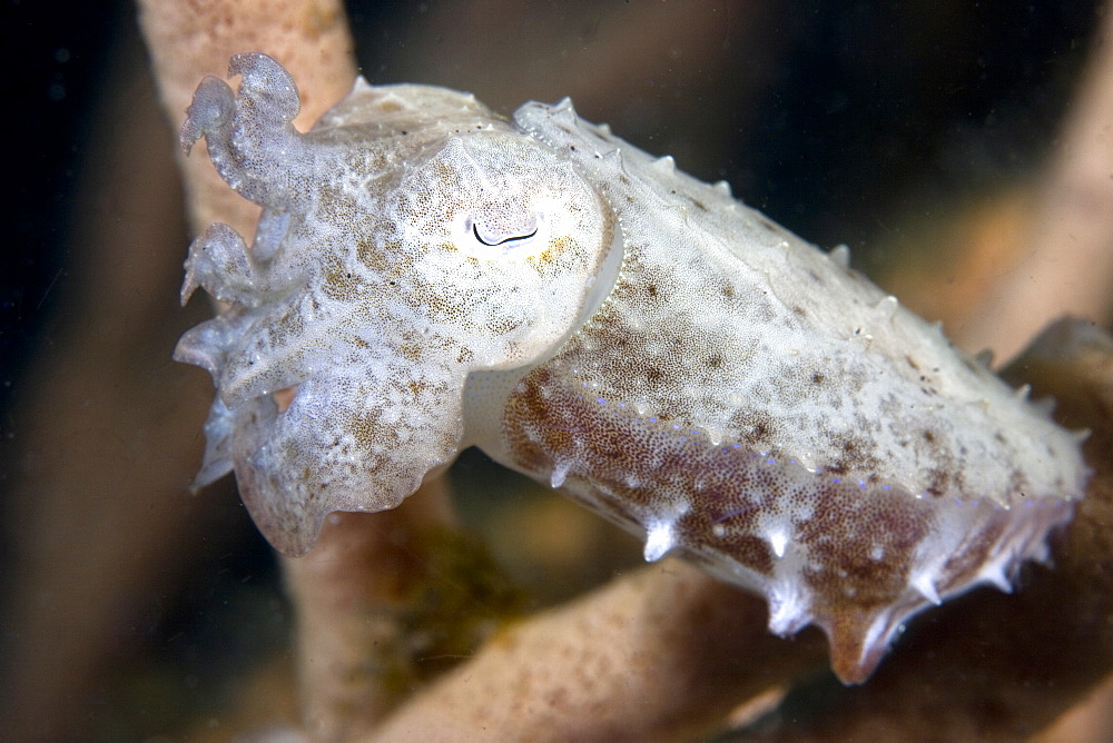 Cuttlefish Sepia sp