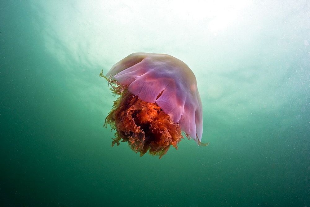 Lion's Mane Jellyfish Cyanea capillata