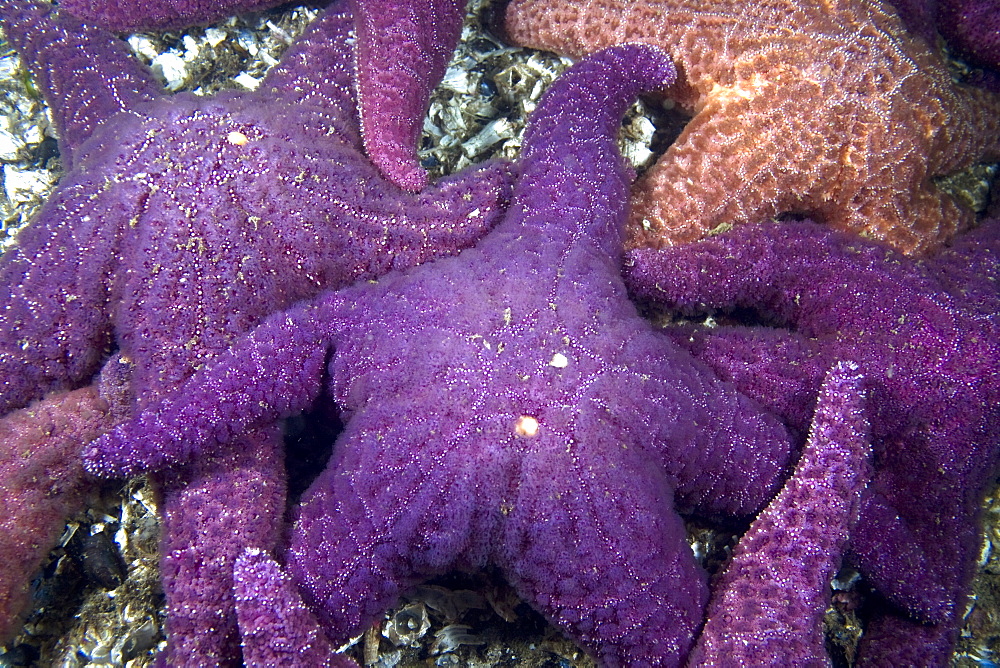 Purple Star Pisaster ochraceus