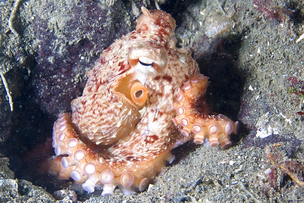 Giant Pacific Octopus Enteroctopus dofleini