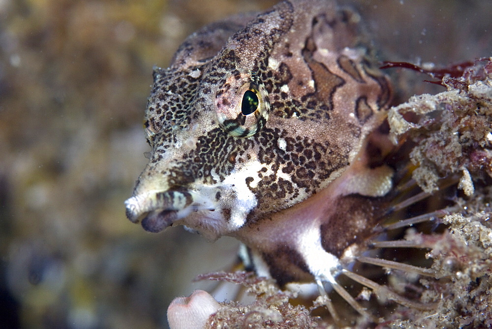 Grunt Sculpin or Pigfish Rhamphocottus richardsonii