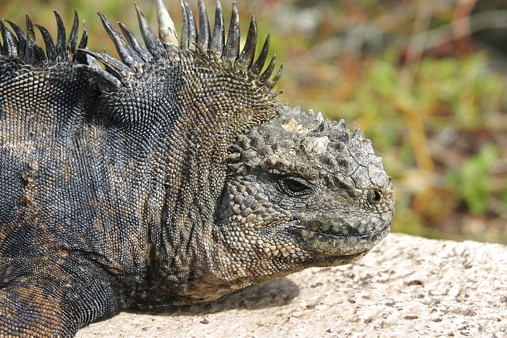 Marine iguana on roadside. Galapagos.   (RR)