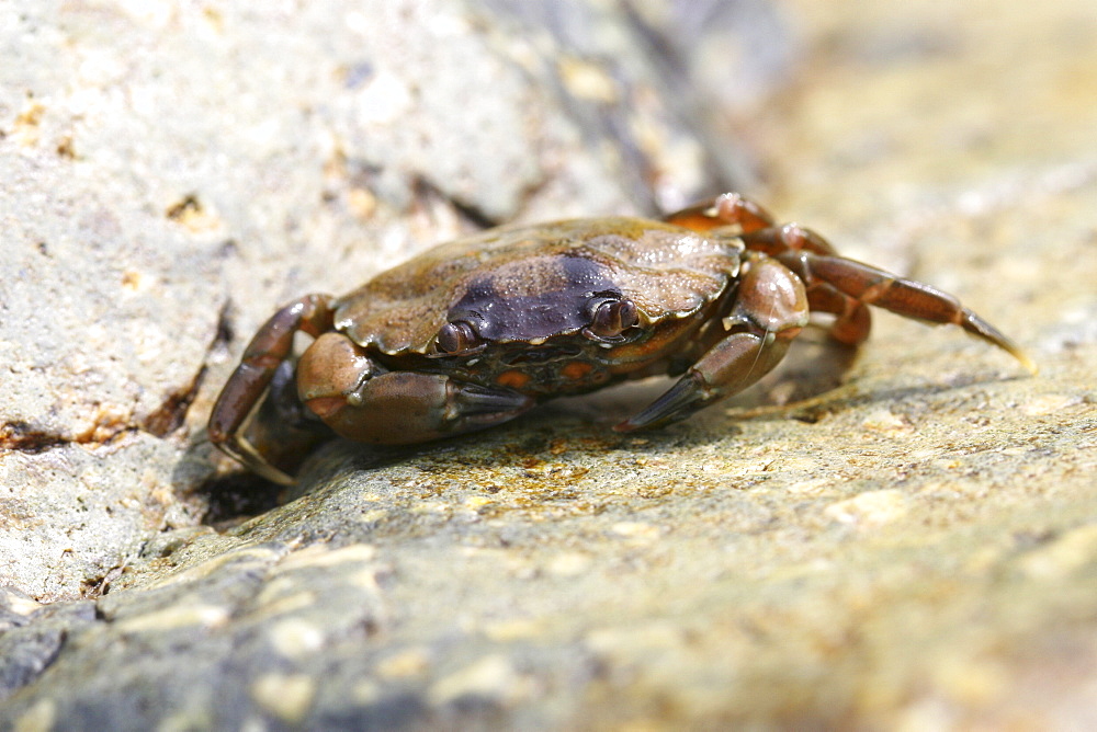 Shore Crab. UK   (RR)