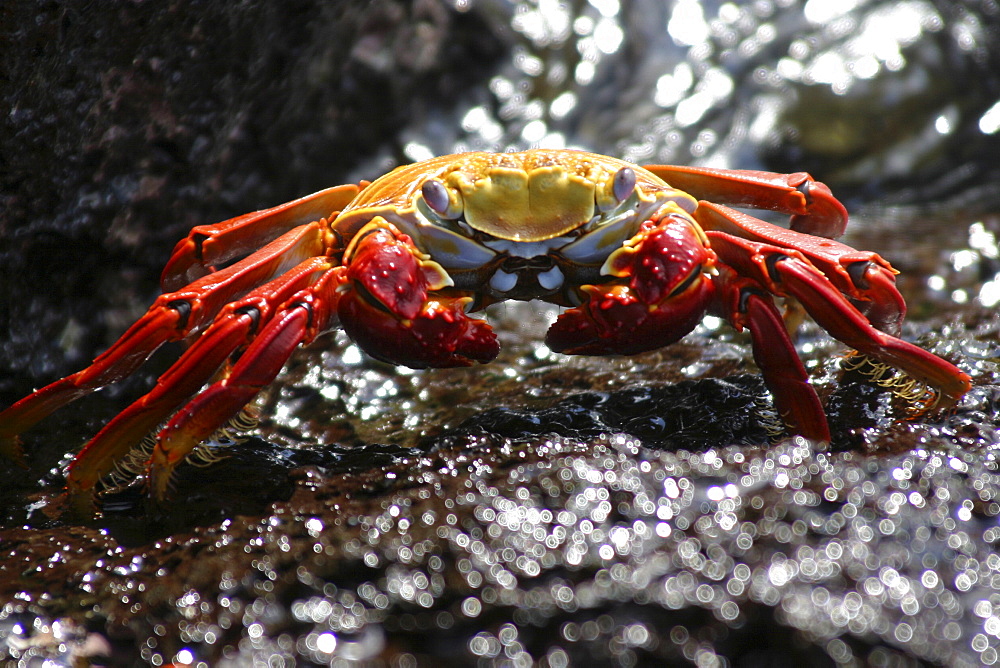 Sally Lightfoot. Galapagos.   (RR)