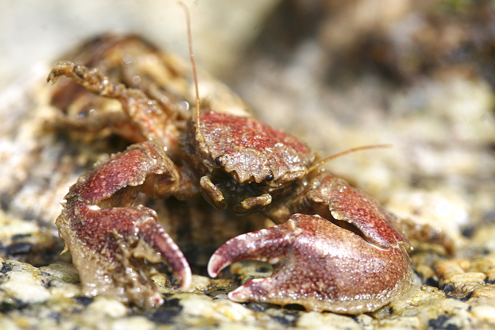 Porcelain Crab. UK   (RR)