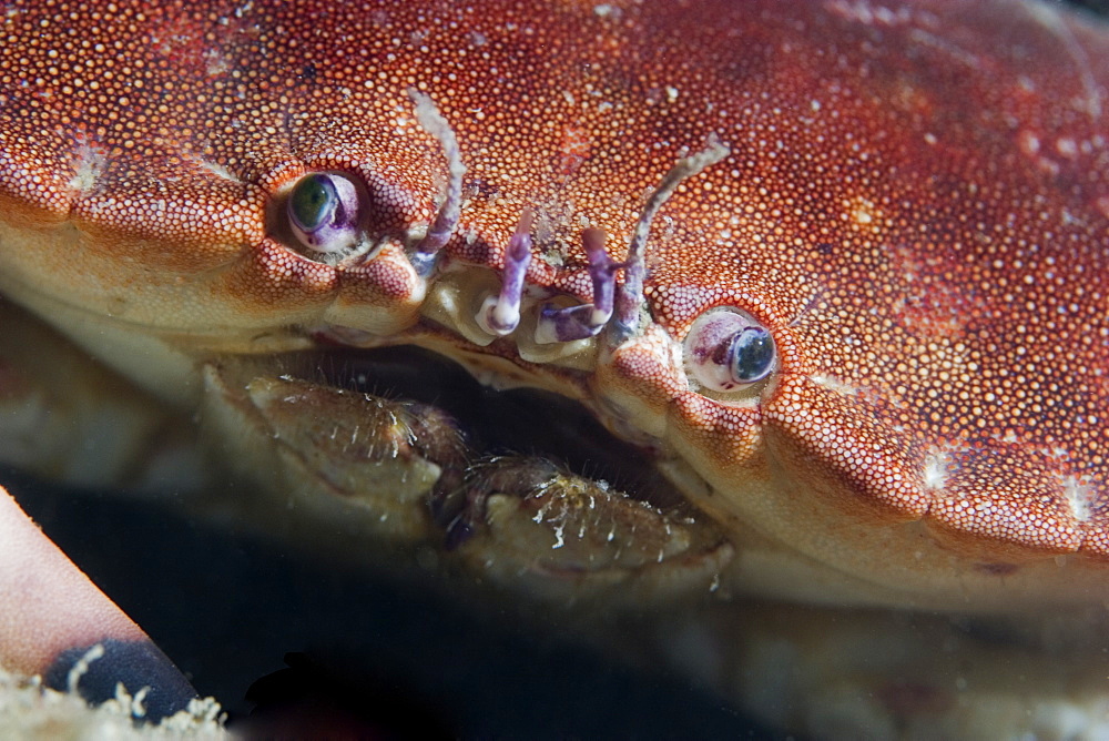 Edible Crab (Cancer pagurus), Jersey, Channel Islands