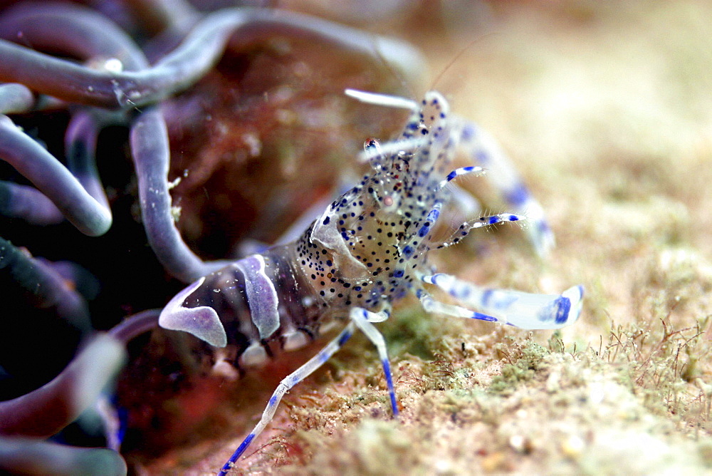 Anemone prawn. UK   (RR)