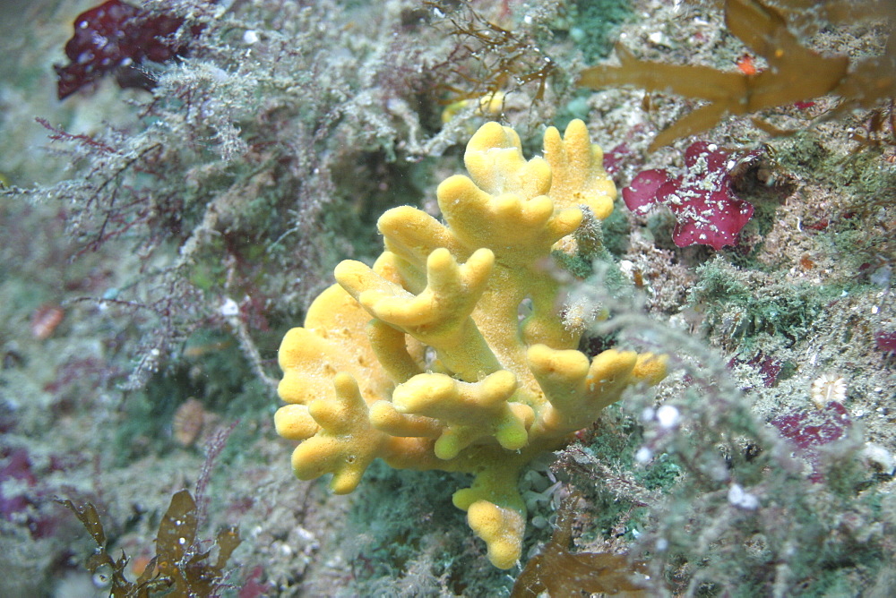 Hard coral, UK   (RR)