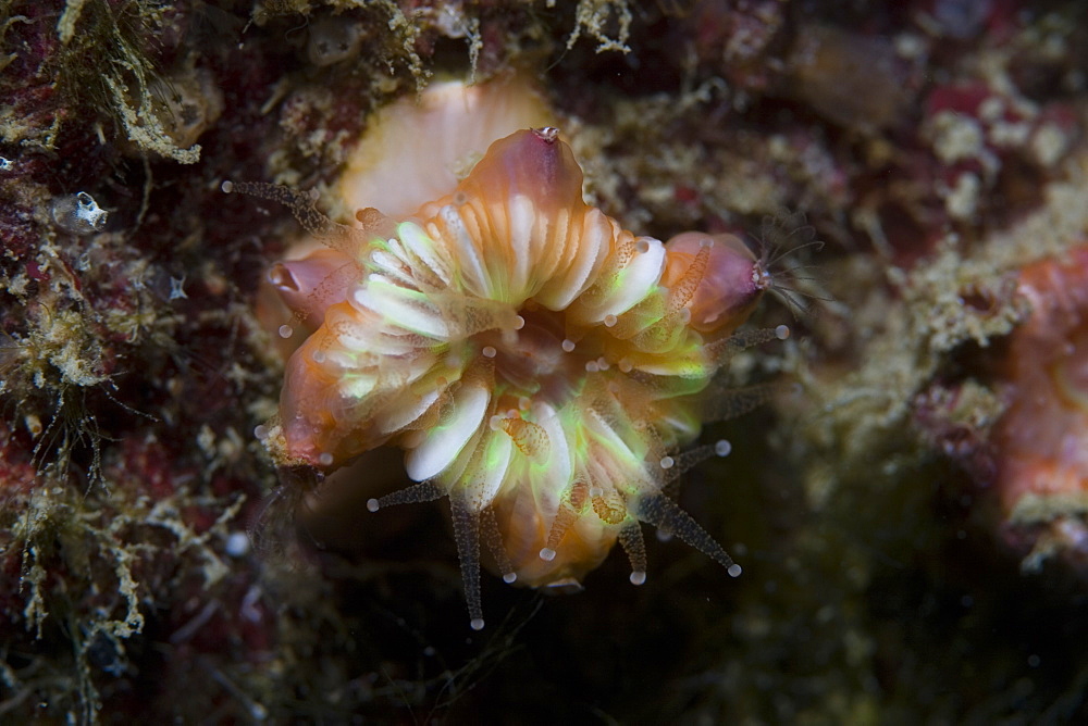 Devonshire Cup Coral (Caryophyllia smithii) with Parasitic Barnacles Boscia anglica, Sark, Channel Islands