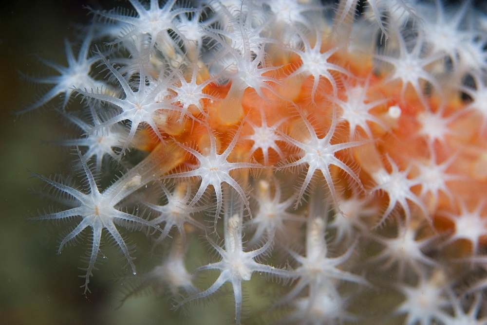 Red Fingers Coral. Sark, Channel Islands