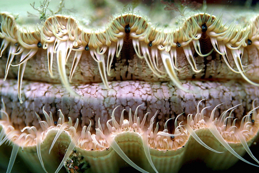 Scallop showing eyes along rim of mantle. UK   (RR)