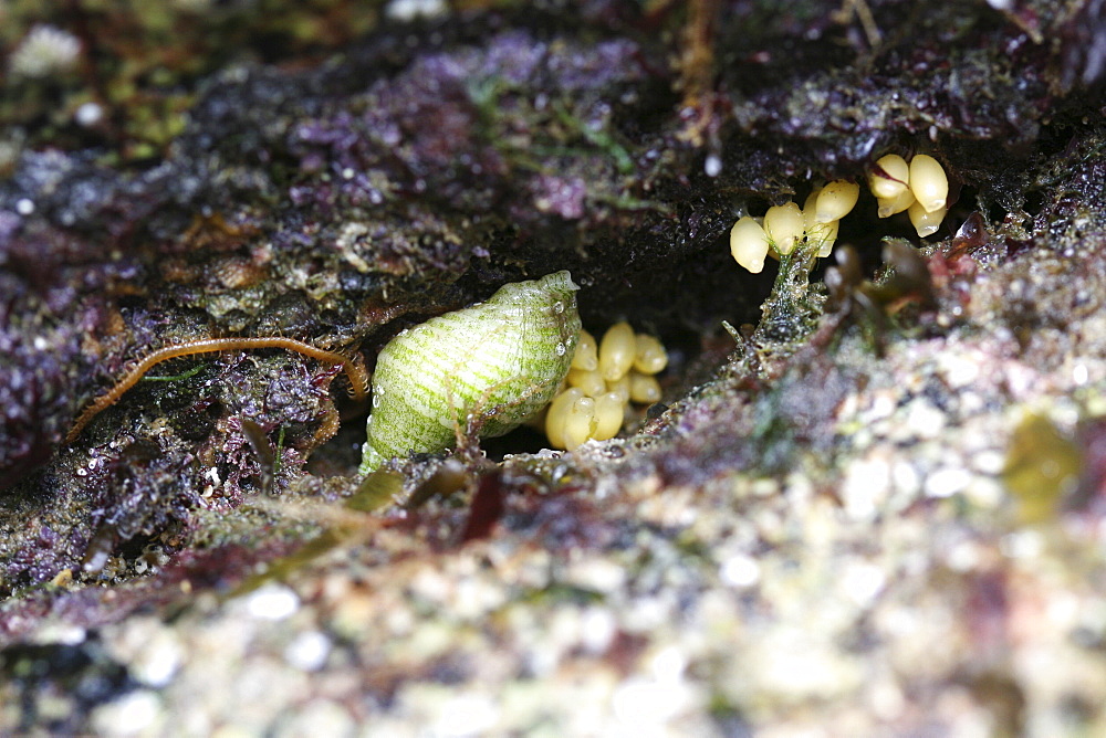 Dogwhelk with eggs. UK   (RR)