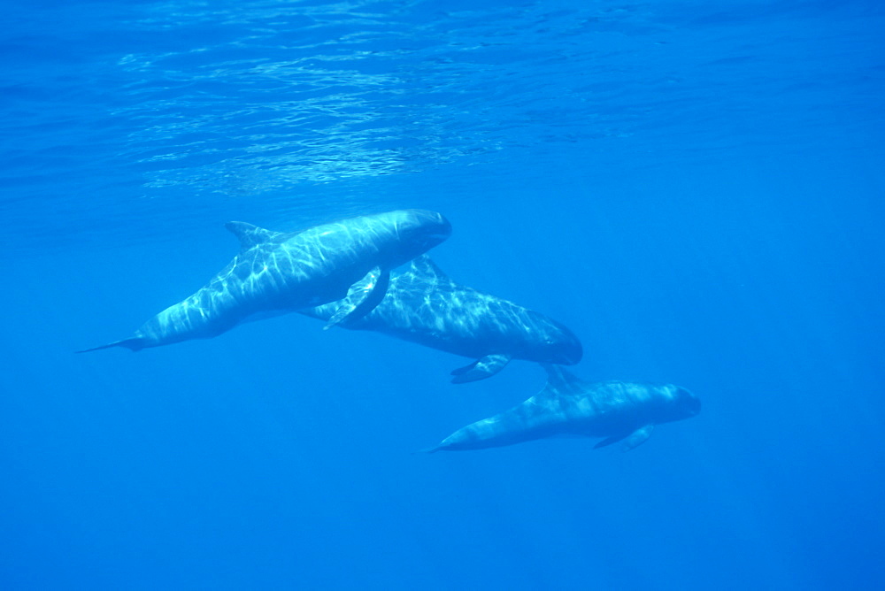 Pygmy killer whale (Feresa attenuata) travelling pod in dappled light, sowing characteristic long pectoral fins.
Hawaii.