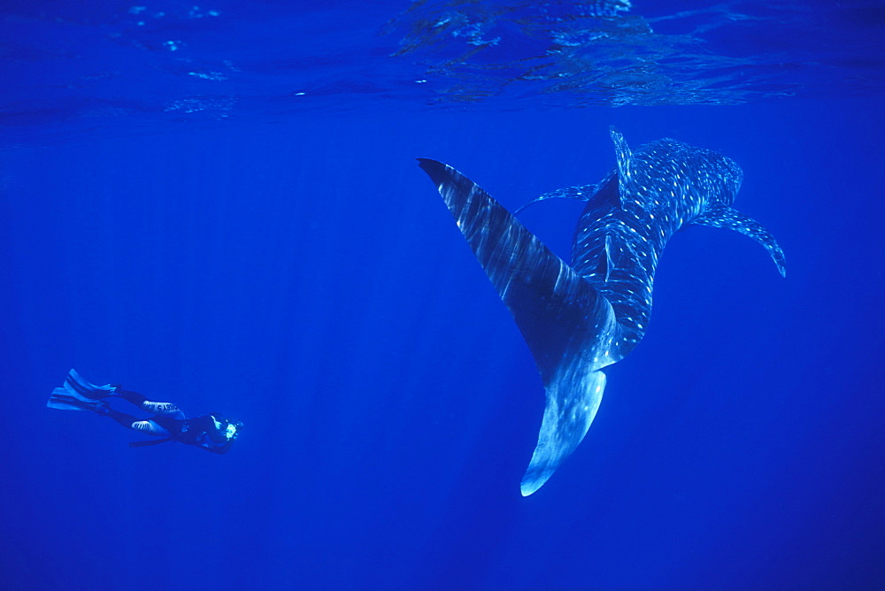 Whale Shark & snorkeler. Ningaloo, Australia