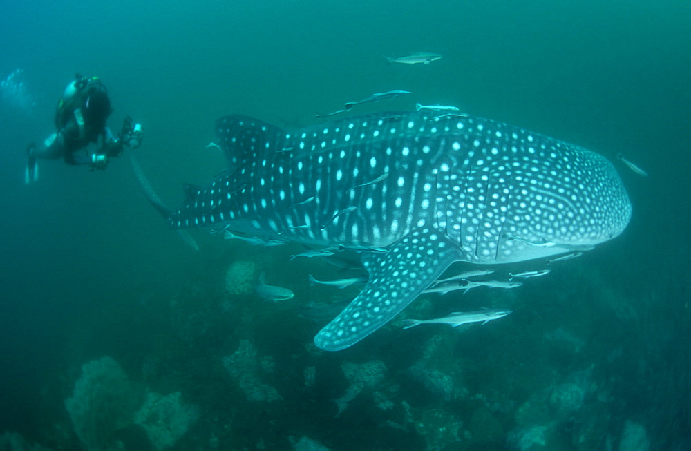 Whale Shark & diver. Myanmar (Burma)