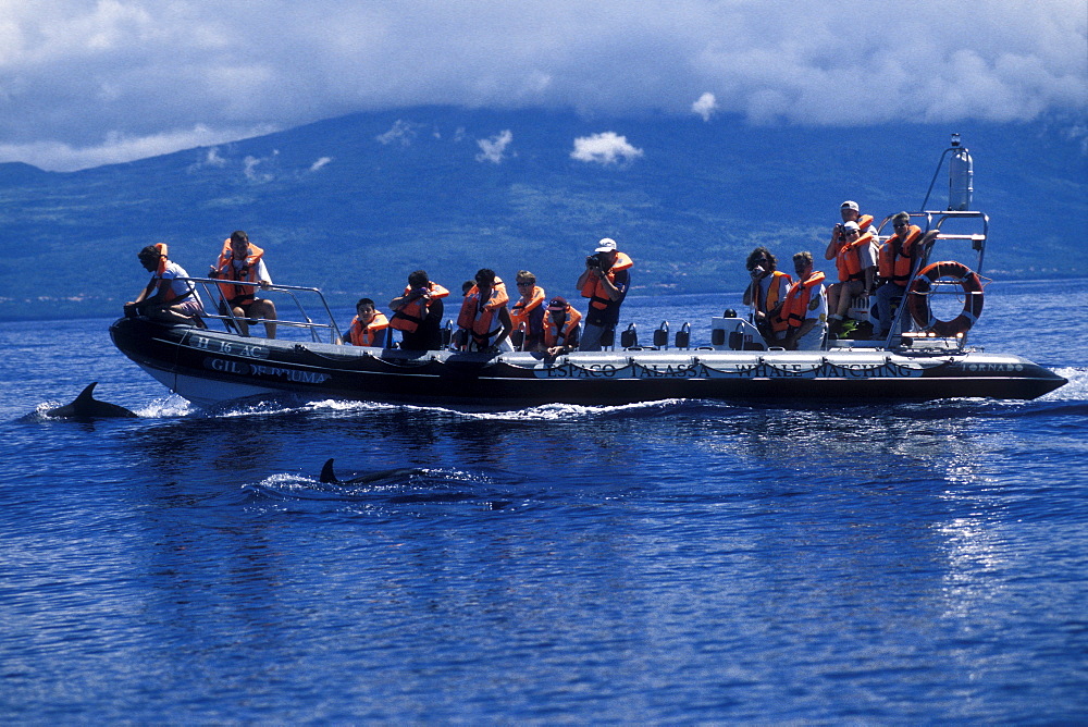 Whale-watchers & Atlantic Spotted Dolphins, Stenella frontalis. Azores, Portugal, Atlantic