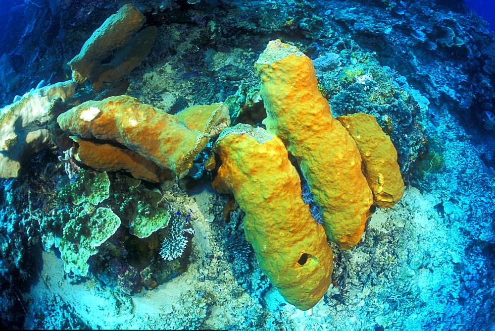 Anchor damaged Sponges (Petrosia sp.). Gorontalo, Sulawesi, Indonesia