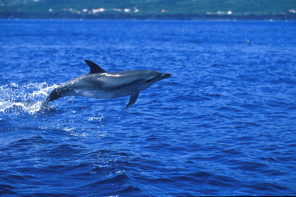 Atlantic Spotted Dolphin (Stenella frontalis) breaching.