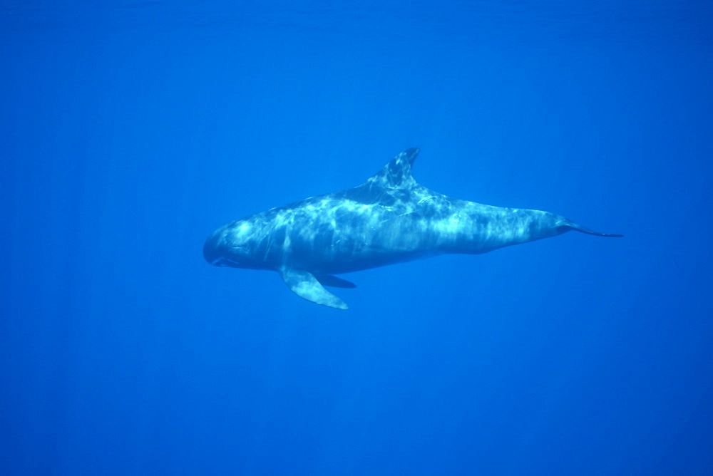 Pygmy killer whale (Feresa attenuata) side view, showing characterisitic long pectoral fins
Hawaii.