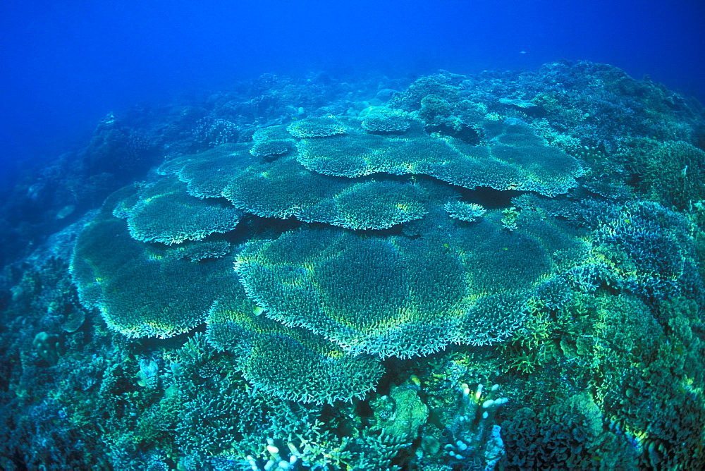 Plate Corals, Coral Fields. Gorontalo, Sulawesi, Indonesia