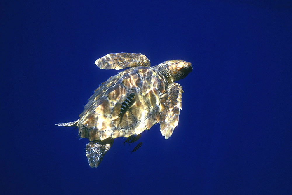 Loggerhead Turtle (Caretta caretta) sub-adult. Azores, Portugal Atlantic