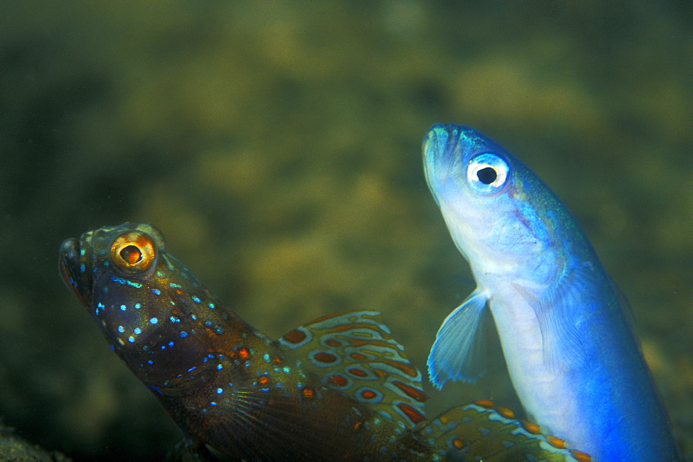 Metallic Shrimp Goby (Amblyeleotris latifasciata) and Threadfin Dartfish, (Ptereleotris hanae) together living in the same hole. Gorontalo, Sulaweis, Indonesia