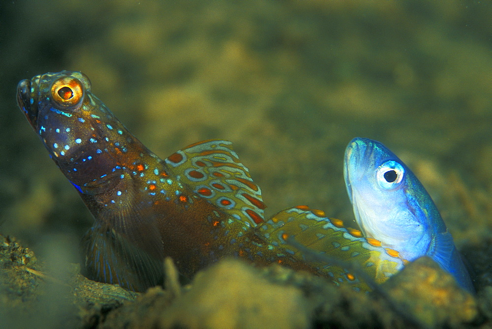 Metallic Shrimp Goby (Amblyeleotris latifasciata) and Threadfin Dartfish, (Ptereleotris hanae) together living in the same hole. Gorontalo, Sulaweis, Indonesia