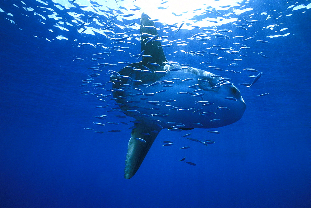 Oceanic Sun Fish (Moon Fish or Mola Mola)  and Sardines. Azores, Portugal, Atlantic