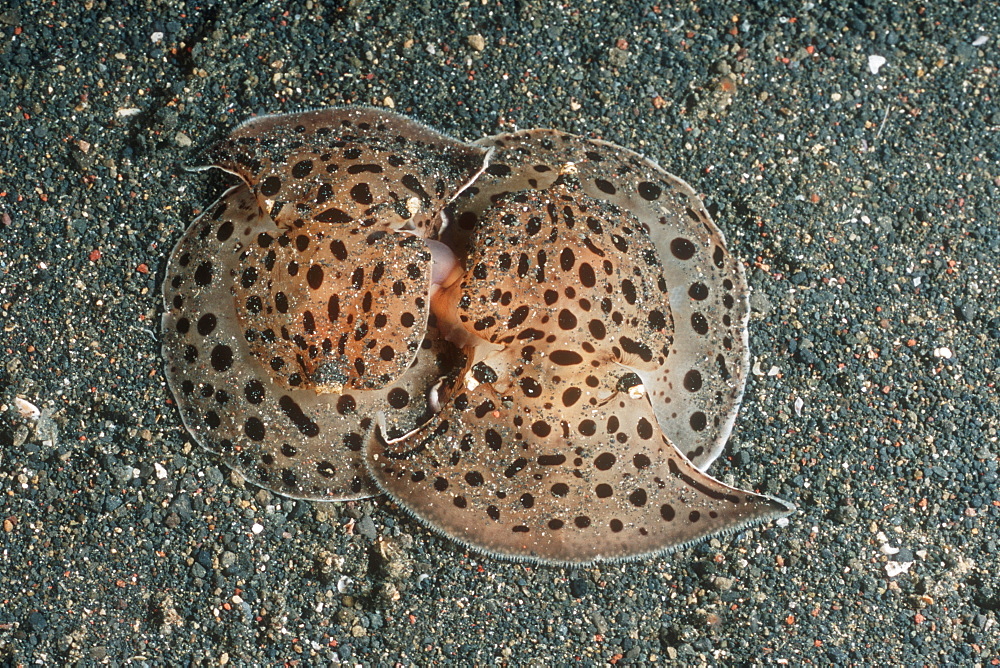 Moon-faced Euselenops (Euselenops luniceps) mating. Lembeh Strait, Sulawesi, Indonesia