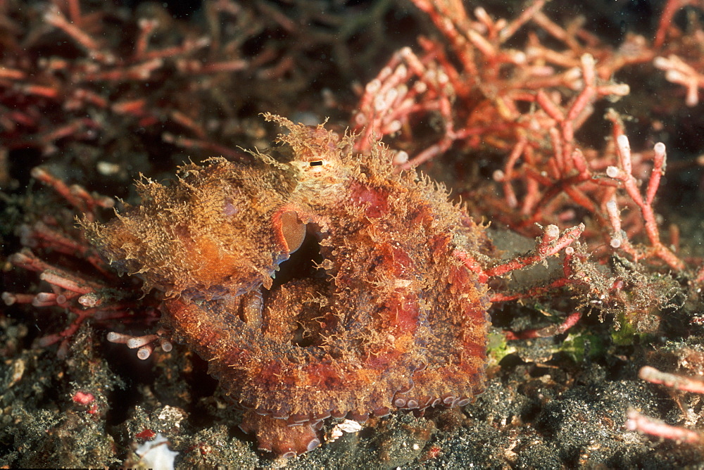 New Species of "Hiary Octopus" (Octopus sp.). Lembeh Strait, Sulawesi, Indonesia