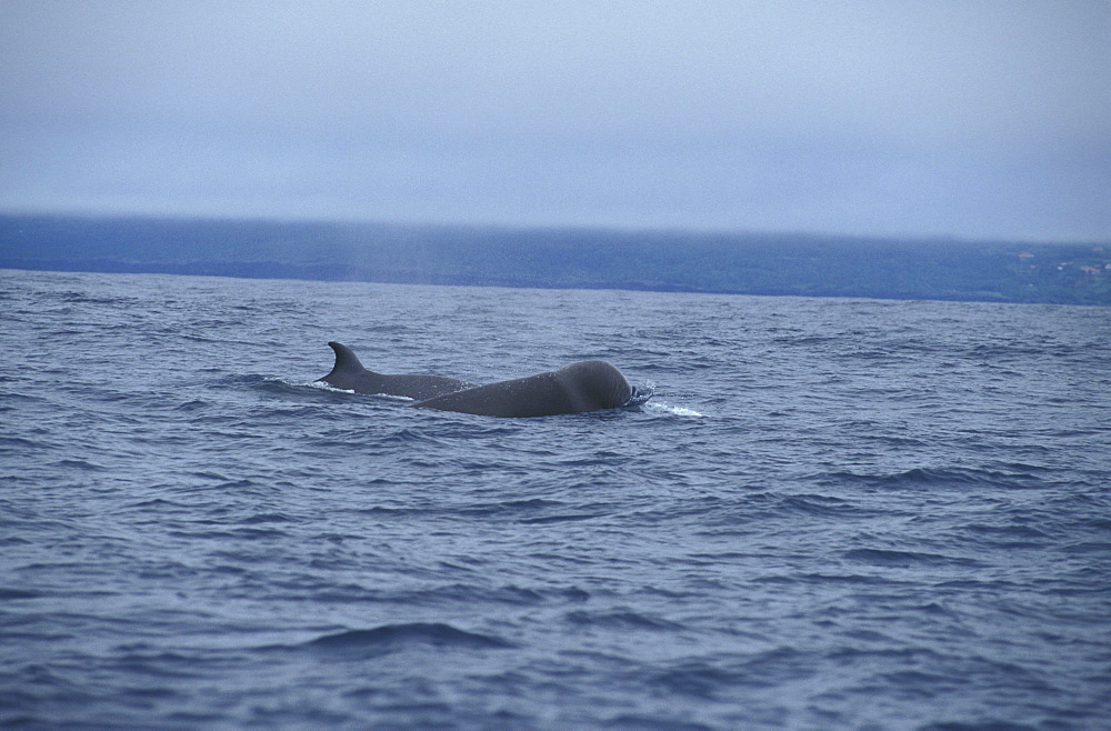 Northern Bottlenose Whales (Hyperoodon ampullatus). Azores, Portugal, Atlantic