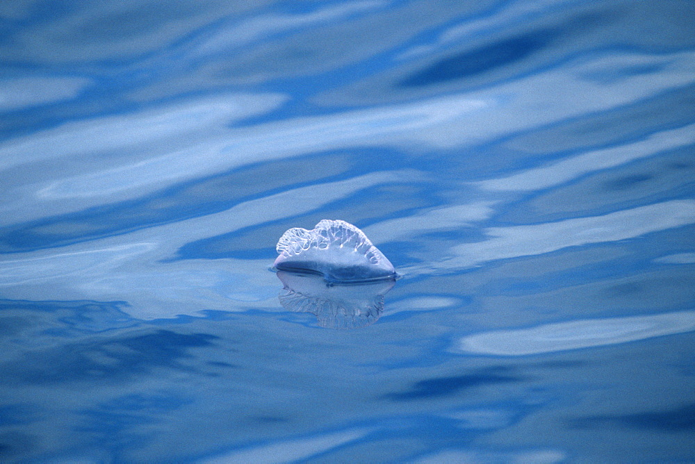 Portuguese Man-of-War Jellyfish (Physalia physalis). Azores, Portugal, Atlantic