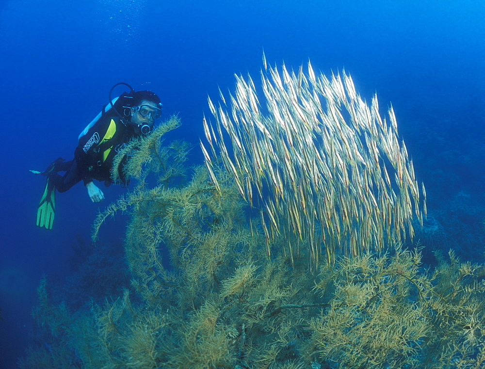 Razor or Shrimp Fish (Aeoliscus strigatus) diver and Black Coral. Gorontalo, Sulawesi, Indonesia