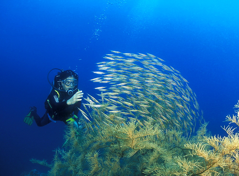 Razor or Shrimp Fish (Aeoliscus strigatus) diver and Black Coral. Gorontalo, Sulawesi, Indonesia