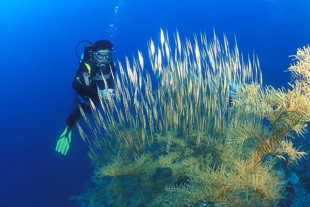 Razor or Shrimp Fish (Aeoliscus strigatus) diver and Black Coral. Gorontalo, Sulawesi, Indonesia