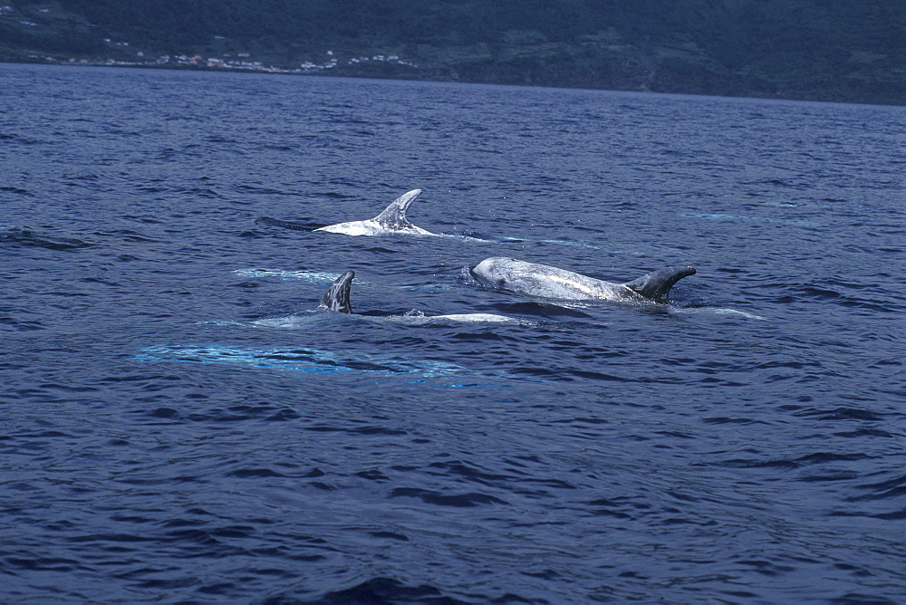 Risso's Dolphins, Grampus griseus, adults. Azores, Portugal, Atlantic