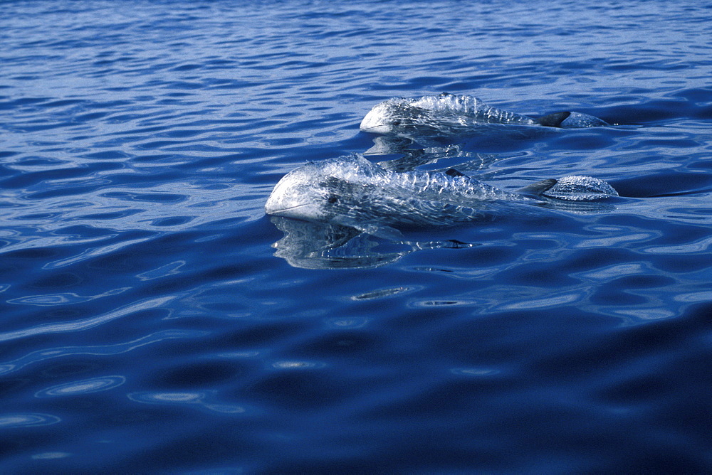 Risso's Dolphins (Grampus griseus) adults, porpoising, surfacing. Azores, Portugal, Atlantic