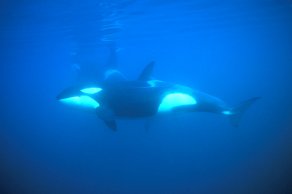 Orca (Orcinus orca) side-on view.
Akaroa, New Zealand.