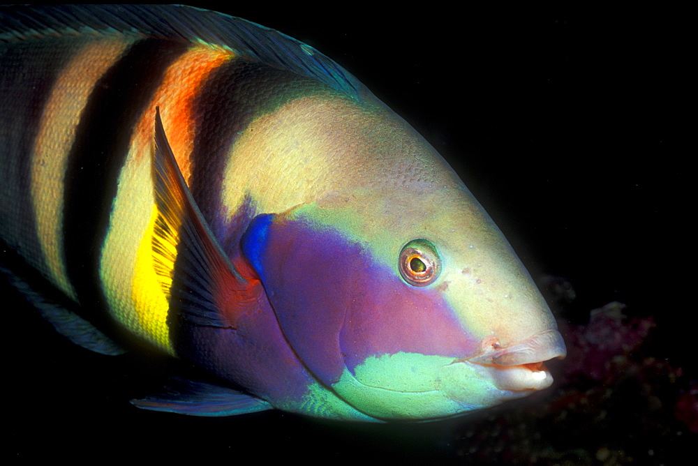 Sandager's Wrasse, male (Coris sandageri). Poor Knights Island, New Zealand