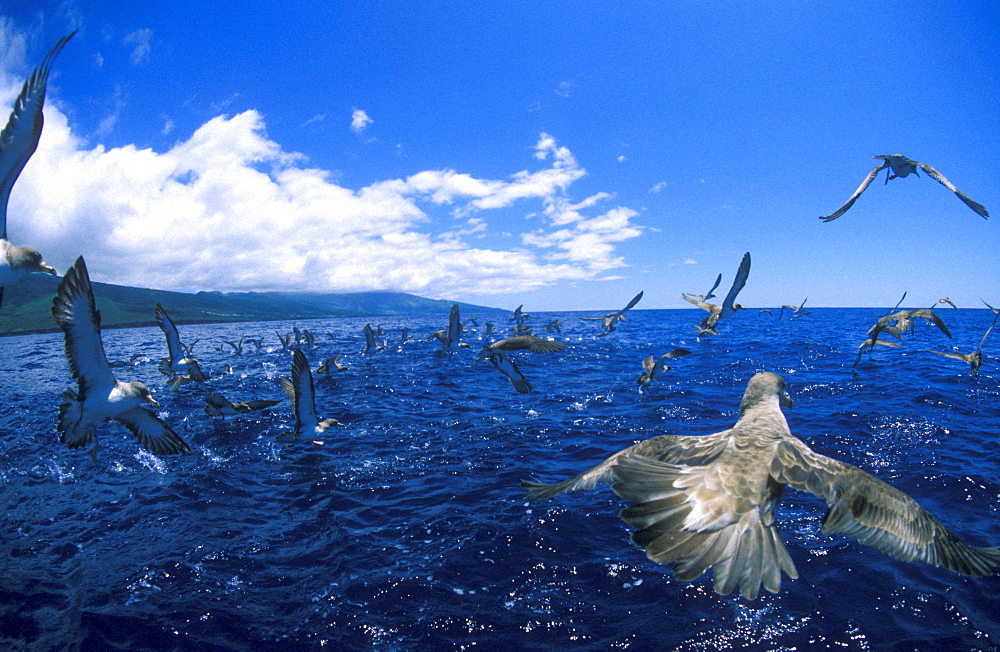 Shearwaters, or Gagaros in Portuguese, are sea birds that often encountered in the Azores Seas.  