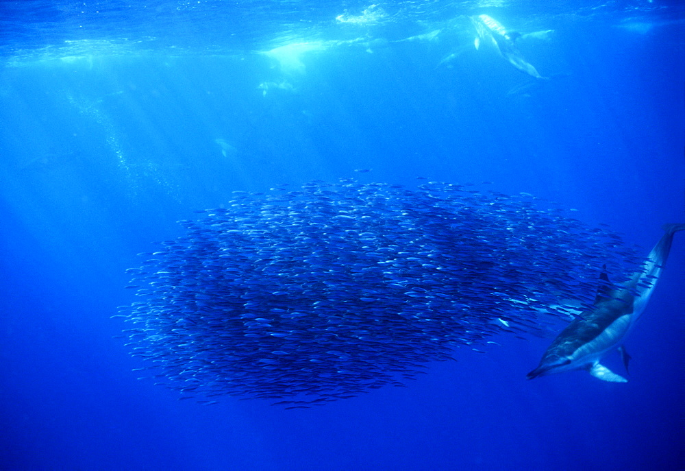 Short-beaked Common Dolphins (Delphinus delphis) attacking a Bait Ball (Sardines or Anchovies). Azores, Portugal.  Atlantic Ocean.