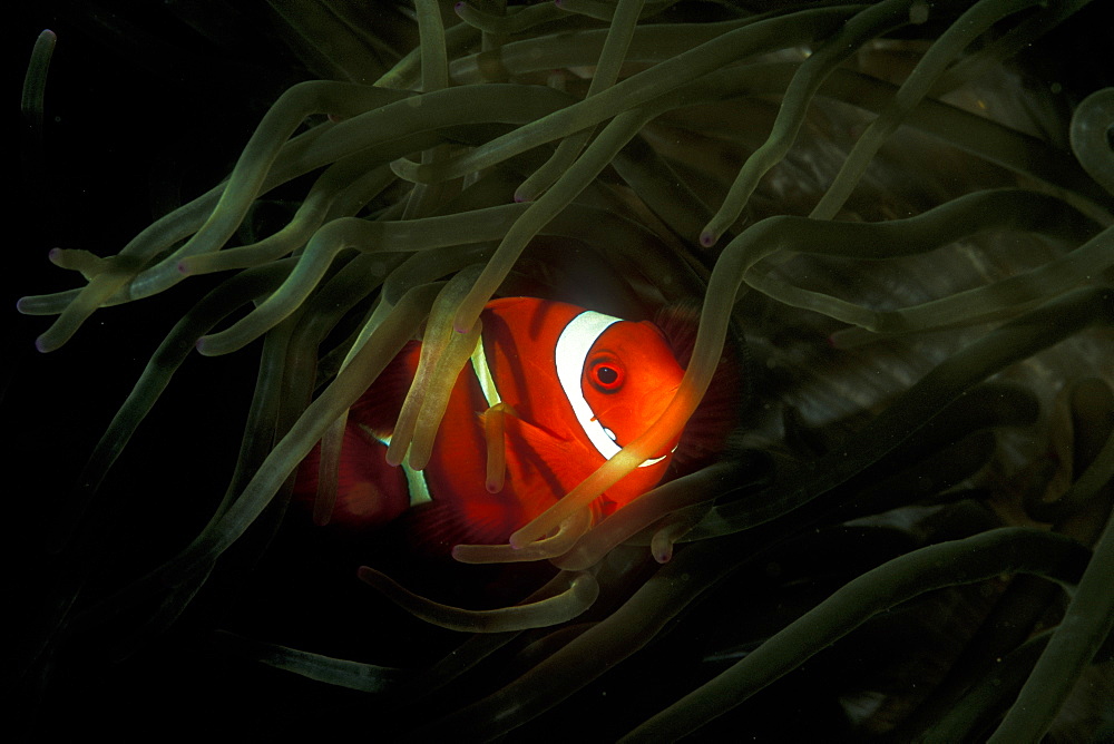 Spine-Cheek Anemonefish (Premnas biaculeatus) on Bubble Anemone, Entacmaea quadricolor. Gorontalo, Sulawesi, Indonesia.   (rr)