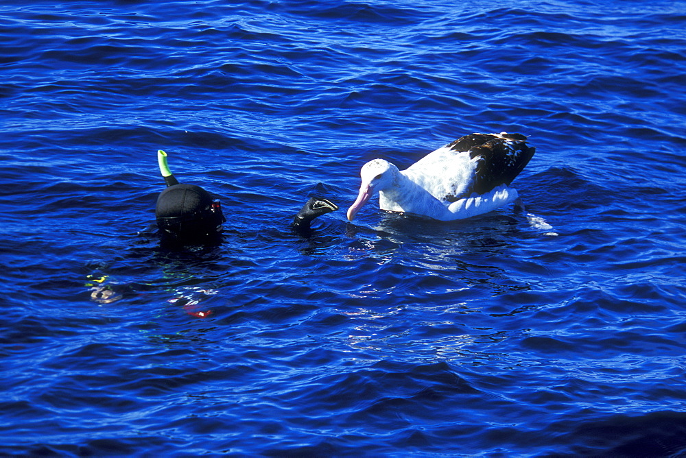 Wandering Albatross (Diomedea exulans)  and Snorkeler. North Island, Three Kings, New Zealand.   (rr)