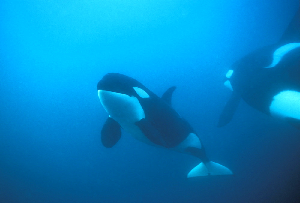 Orca (Orcinus orca) pair swimming close to each other. Akaroa, New Zealand.