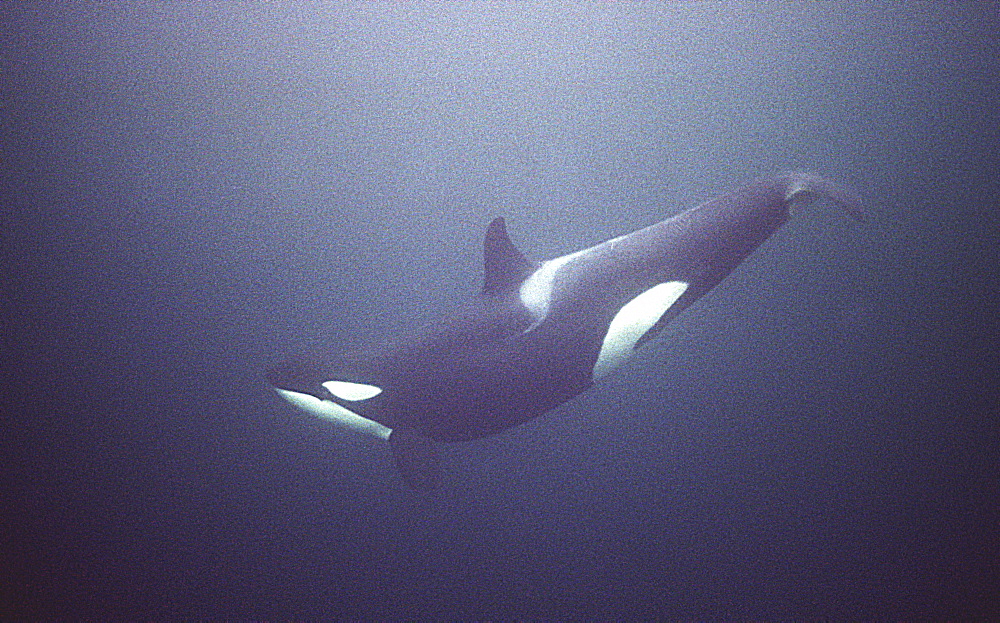 Orca (Orcinus orca) swimming underwater.
  Water is very dark because the orca enter Norwegian fjords in middle of winter to feed on herring.
Svolvaer, Norway
(restrictred resolution - please contact us)