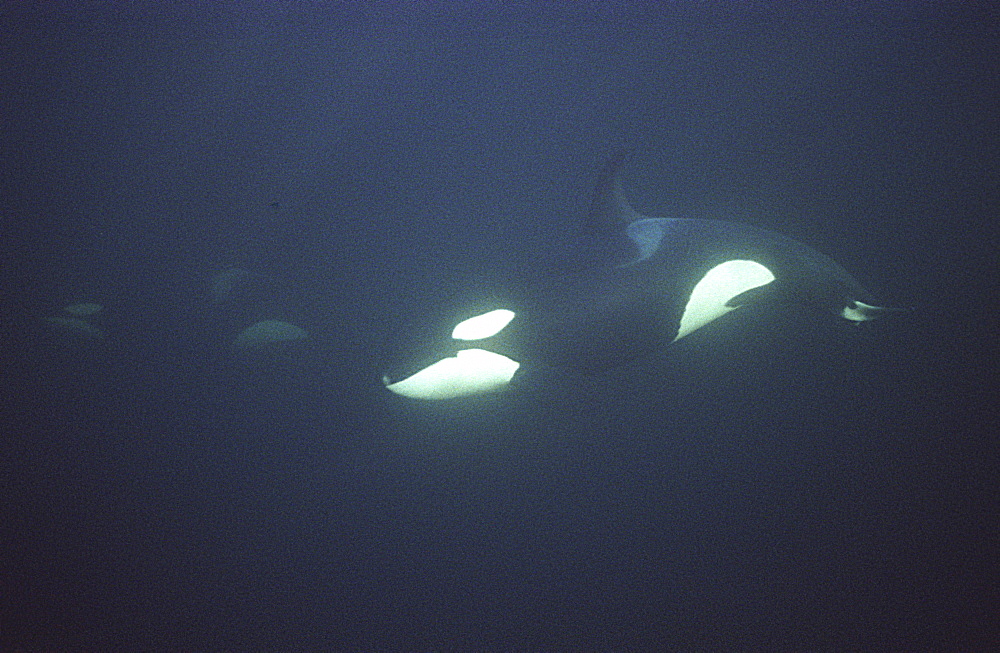 Orca (Orcinus orca) swimming in dark water.
Water is very dark because the orca enter Norwegian fjords in middle of winter to feed on herring.
Svolvaer, Norway
(restrictred resolution - please contact us)