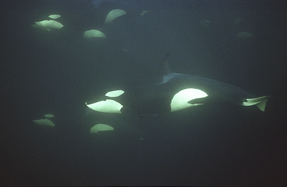 Orca (Orcinus orca). Group swimming in dark water.  Water is very dark because the orca enter Norwegian fjords in middle of winter to feed on herring.
Svolvaer, Norway
(restrictred resolution - please contact us)