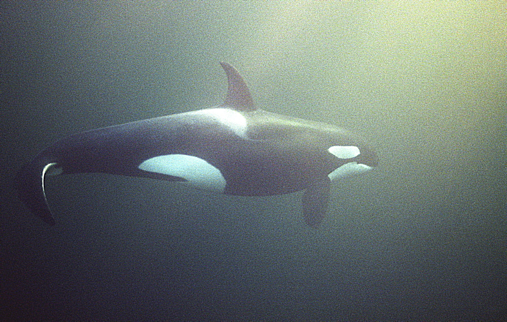 Orca (Orcinus orca) swimming underwater.
Water is very dark because the orca enter Norwegian fjords in middle of winter to feed on herring.
Svolvaer, Norway
(restrictred resolution - please contact us)